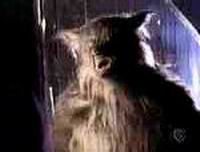 un loup-garou