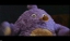 PDVD_316.jpg
