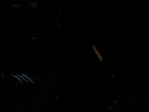 Angel_580.jpg