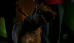 veronicamars214_241.jpg